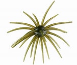 Hag's Prickly Pear